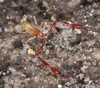 Media type: image;   Invertebrate Zoology 21577